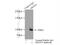 Mediator Complex Subunit 15 antibody, 11566-1-AP, Proteintech Group, Immunoprecipitation image 