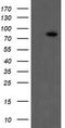 Coagulation Factor XIII A Chain antibody, TA800369, Origene, Western Blot image 