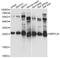 Mitochondrial Ribosomal Protein L24 antibody, A4967, ABclonal Technology, Western Blot image 