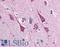 DISC1 Scaffold Protein antibody, LS-B2630, Lifespan Biosciences, Immunohistochemistry frozen image 