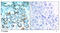 BCL2 Like 11 antibody, AP02527PU-S, Origene, Immunohistochemistry paraffin image 