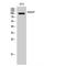 Anoctamin-7 antibody, LS-C384878, Lifespan Biosciences, Western Blot image 