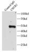 C-X-C Motif Chemokine Receptor 2 antibody, FNab02100, FineTest, Immunoprecipitation image 