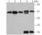 Karyopherin Subunit Alpha 2 antibody, NBP2-75543, Novus Biologicals, Western Blot image 