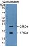 Protein chibby homolog 1 antibody, LS-C717756, Lifespan Biosciences, Western Blot image 