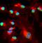 BMI1 Proto-Oncogene, Polycomb Ring Finger antibody, orb86586, Biorbyt, Immunocytochemistry image 