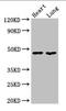 Phosphoprotein Membrane Anchor With Glycosphingolipid Microdomains 1 antibody, orb45638, Biorbyt, Western Blot image 