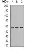 Angiopoietin Like 1 antibody, orb339103, Biorbyt, Western Blot image 