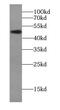Valosin Containing Protein Lysine Methyltransferase antibody, FNab01020, FineTest, Western Blot image 