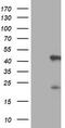 Serpin Family B Member 6 antibody, CF504055, Origene, Western Blot image 