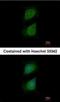 PLXND1 antibody, NBP1-33634, Novus Biologicals, Immunofluorescence image 