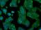 Ring Finger Protein 144B antibody, NBP2-02128, Novus Biologicals, Immunocytochemistry image 