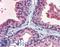 EPH Receptor B2 antibody, LS-B3904, Lifespan Biosciences, Immunohistochemistry frozen image 