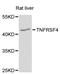 TNF Receptor Superfamily Member 4 antibody, MBS128604, MyBioSource, Western Blot image 