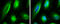 Coiled-Coil Domain Containing 170 antibody, GTX107144, GeneTex, Immunofluorescence image 