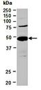 Axin-2 antibody, orb67132, Biorbyt, Western Blot image 