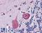 Cerebellin 4 Precursor antibody, LS-B3565, Lifespan Biosciences, Immunohistochemistry paraffin image 