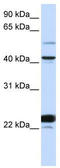 Even-Skipped Homeobox 1 antibody, TA344515, Origene, Western Blot image 