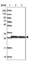 Small Nuclear Ribonucleoprotein Polypeptide A' antibody, PA5-61053, Invitrogen Antibodies, Western Blot image 