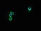 G Protein-Coupled Receptor 82 antibody, CSB-PA856999LA01HU, Cusabio, Immunofluorescence image 