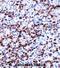 Coiled-Coil Domain Containing 50 antibody, abx027905, Abbexa, Immunohistochemistry frozen image 