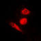 Forkhead Box O4 antibody, LS-C352513, Lifespan Biosciences, Immunofluorescence image 