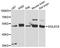 Sialic Acid Binding Ig Like Lectin 9 antibody, A06748, Boster Biological Technology, Western Blot image 