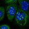 Lysine Rich Nucleolar Protein 1 antibody, HPA041079, Atlas Antibodies, Immunofluorescence image 