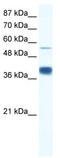 MIER Family Member 3 antibody, TA337281, Origene, Western Blot image 