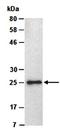 Fibroblast growth factor 23 antibody, orb66678, Biorbyt, Western Blot image 