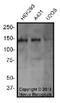 MICAL Like 1 antibody, NBP2-70017, Novus Biologicals, Western Blot image 