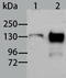 AOX1 antibody, TA321295, Origene, Western Blot image 