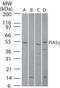 PIAS4 antibody, GTX13795, GeneTex, Western Blot image 