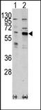 P21 (RAC1) Activated Kinase 3 antibody, AP14804PU-N, Origene, Western Blot image 