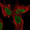 PHIP antibody, HPA019140, Atlas Antibodies, Immunocytochemistry image 
