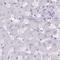 Leucine Rich Repeat Containing 37 Member A2 antibody, NBP2-33438, Novus Biologicals, Immunohistochemistry frozen image 