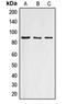 Cyclin F antibody, orb213679, Biorbyt, Western Blot image 