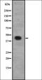Voltage-dependent calcium channel gamma-8 subunit antibody, orb335099, Biorbyt, Western Blot image 