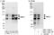 RAB, Member RAS Oncogene Family Like 6 antibody, NBP2-12807, Novus Biologicals, Immunoprecipitation image 