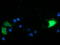 Calcium signal-modulating cyclophilin ligand antibody, TA504363, Origene, Immunofluorescence image 