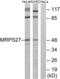 Mitochondrial Ribosomal Protein S27 antibody, LS-C120084, Lifespan Biosciences, Western Blot image 