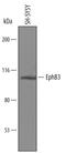 EPH Receptor B3 antibody, AF5667, R&D Systems, Western Blot image 