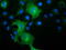 MIC5 antibody, LS-C115466, Lifespan Biosciences, Immunofluorescence image 