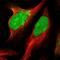 Protein pellino homolog 2 antibody, PA5-62754, Invitrogen Antibodies, Immunofluorescence image 