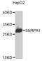 Small Nuclear Ribonucleoprotein Polypeptide A' antibody, MBS129330, MyBioSource, Western Blot image 