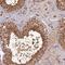 Radial spoke head protein 3 homolog antibody, HPA039109, Atlas Antibodies, Immunohistochemistry frozen image 