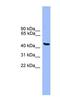General Transcription Factor IIA Subunit 1 Like antibody, NBP1-69206, Novus Biologicals, Western Blot image 