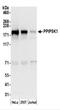 PPIP5K1 antibody, NBP2-44293, Novus Biologicals, Western Blot image 