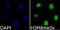 Histone Cluster 3 H3 antibody, GTX33906, GeneTex, Immunofluorescence image 