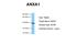 Annexin A1 antibody, ARP36568_T100, Aviva Systems Biology, Western Blot image 